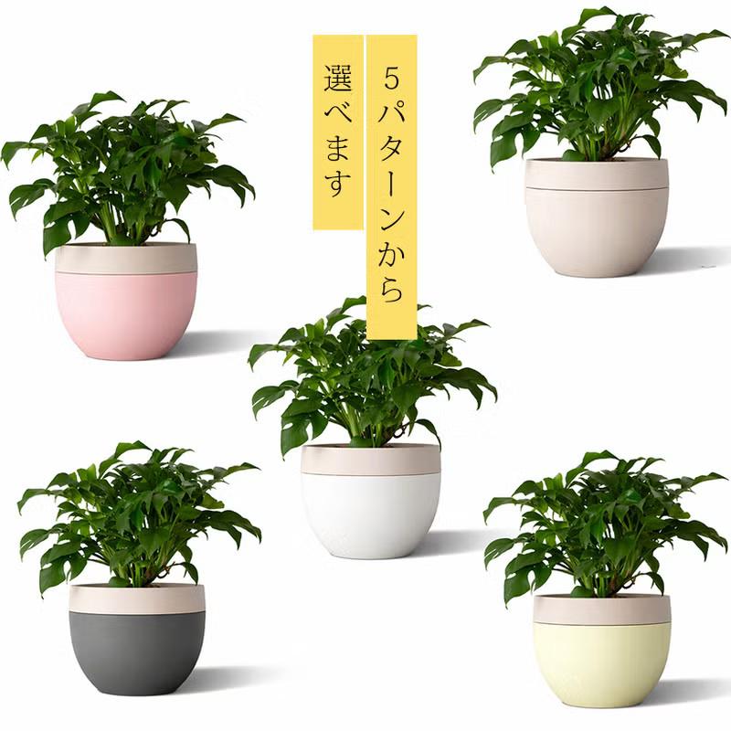 観葉植物 姫モンステラを、北欧鉢に植え替えてお届け。 : e-花屋さん