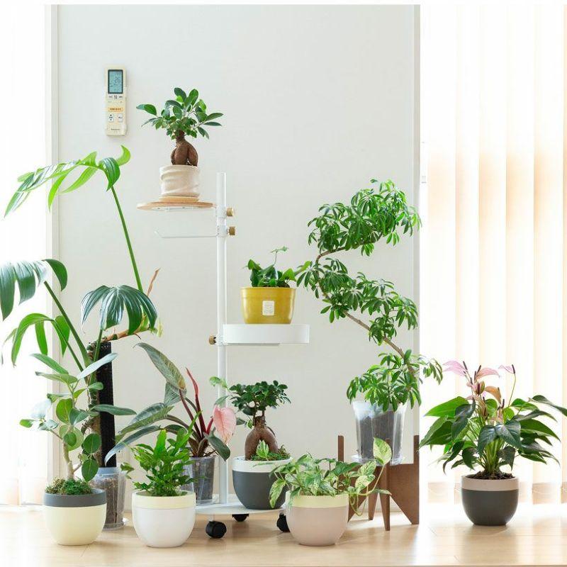 植物を立体的に飾る！手軽で便利、WOODスタンド : e-花屋さん - 通販