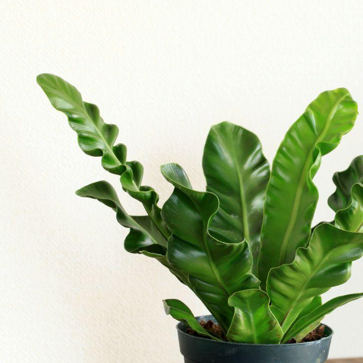 unzaです♪2点セット！アスプレニウム　コブラ3 オーガスタ　苗　苗木 観葉植物 種類 室内 おしゃれ 卓上 テーブル シダ 美しいシダ。アスプ