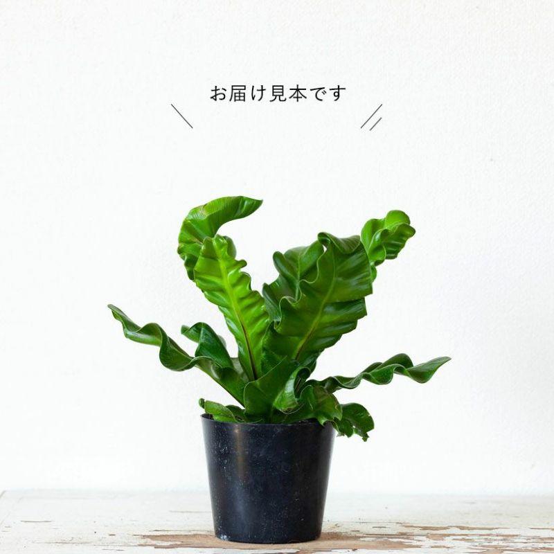 観葉植物 種類 室内 おしゃれ 卓上 テーブル シダ 美しいシダ。アスプ