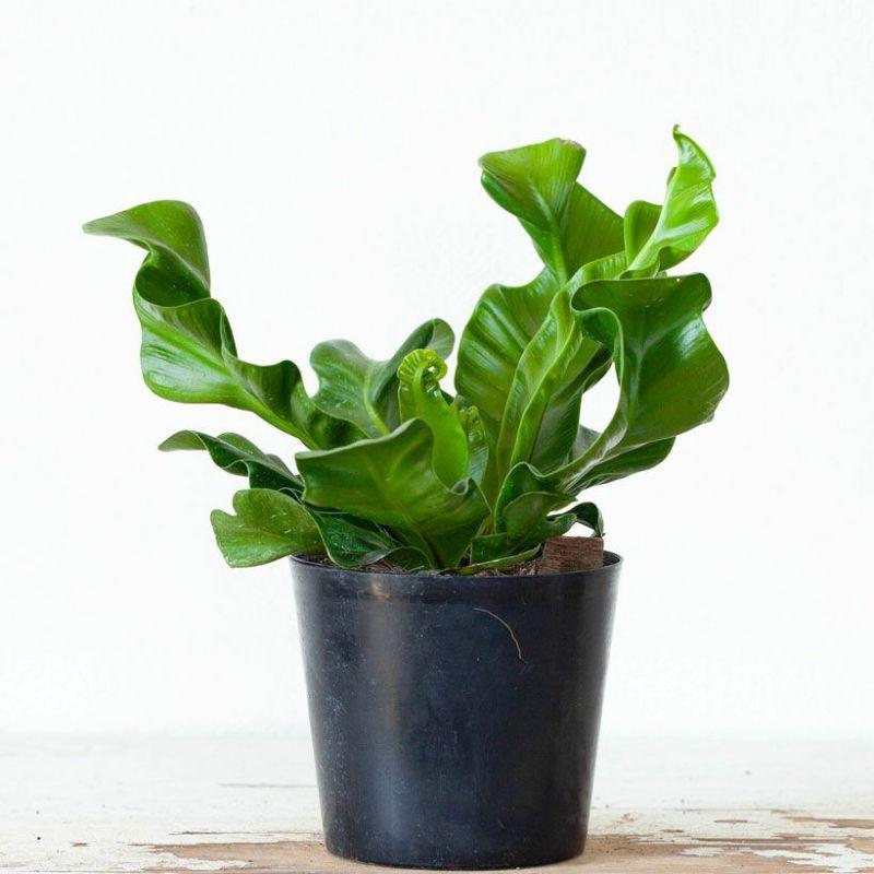 観葉植物 種類 室内 おしゃれ 卓上 テーブル シダ 美しいシダ。アスプ