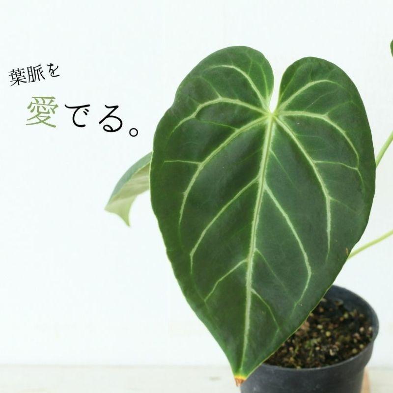 アンスリウム　マグニフィカム アンスリウム マグニフィカム ハイブリッド | GREEN LUCK