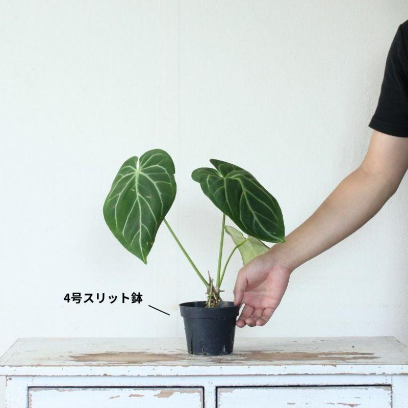 アンスリウム・マグニフィカム : e-花屋さん - 通販 - Yahoo