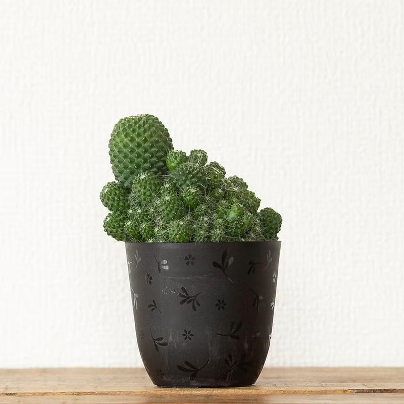 モカモカ群生サボテン（マミラリア・マークシアナ） : e-花屋さん