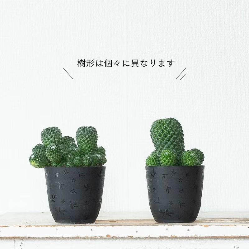モカモカ群生サボテン（マミラリア・マークシアナ） : e-花屋さん