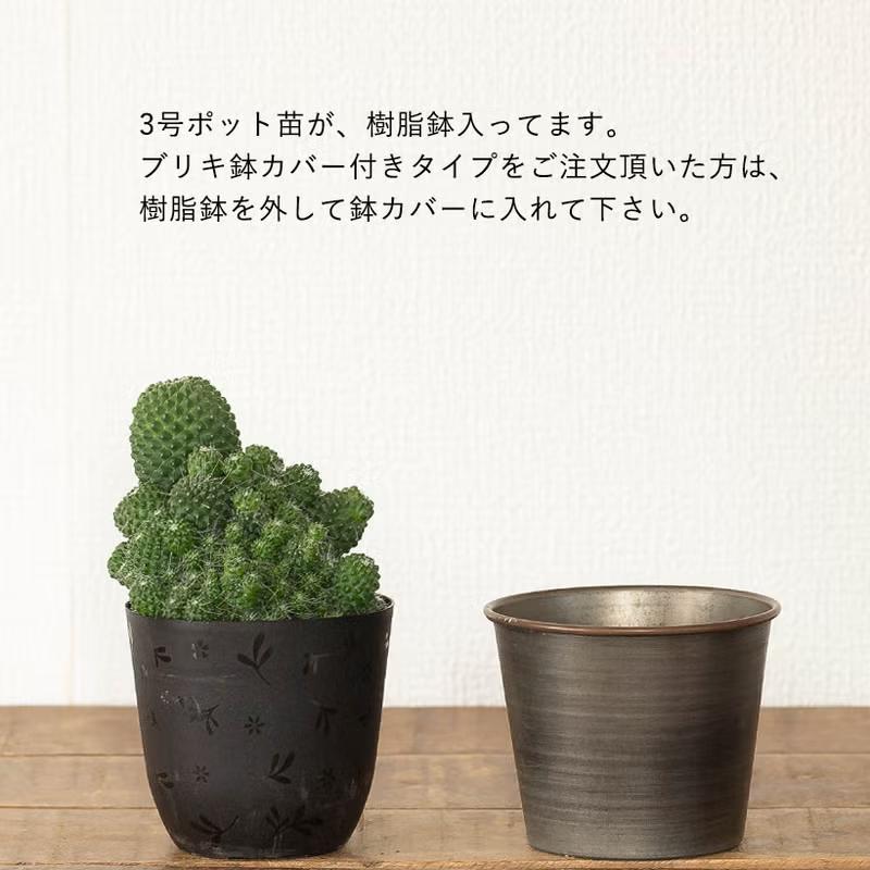 モカモカ群生サボテン（マミラリア・マークシアナ） : e-花屋さん