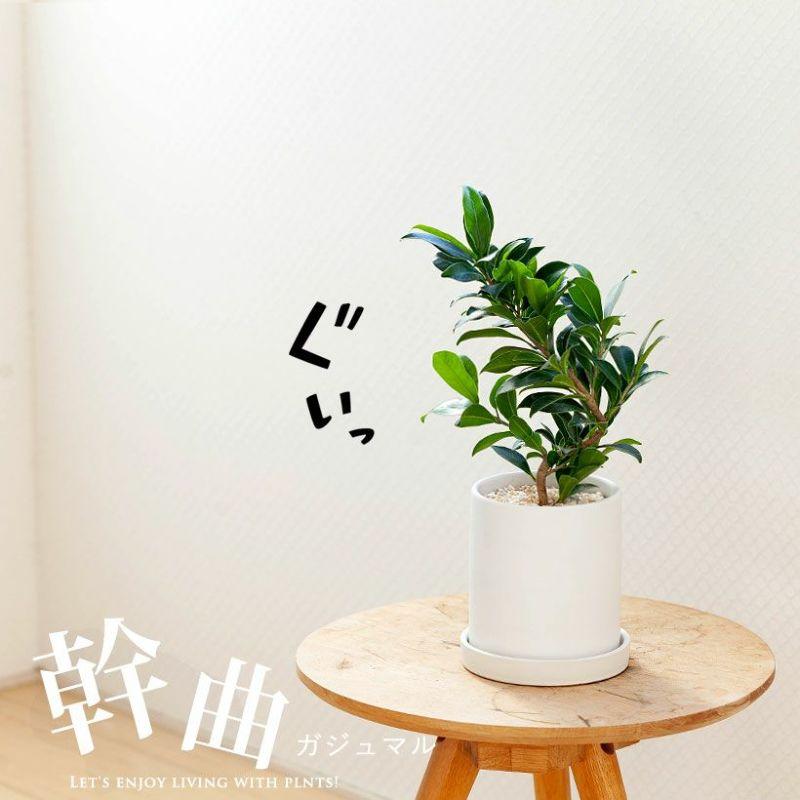 観葉植物 種類 室内 おしゃれ 鉢植え ミニ インテリア グリーン 育て 