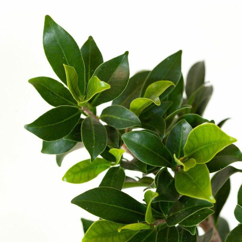 観葉植物 種類 室内 おしゃれ 鉢植え ミニ インテリア グリーン 育て