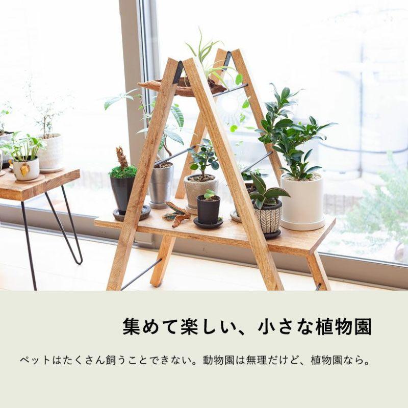 観葉植物 種類 室内 おしゃれ 鉢植え ミニ インテリア グリーン 育て