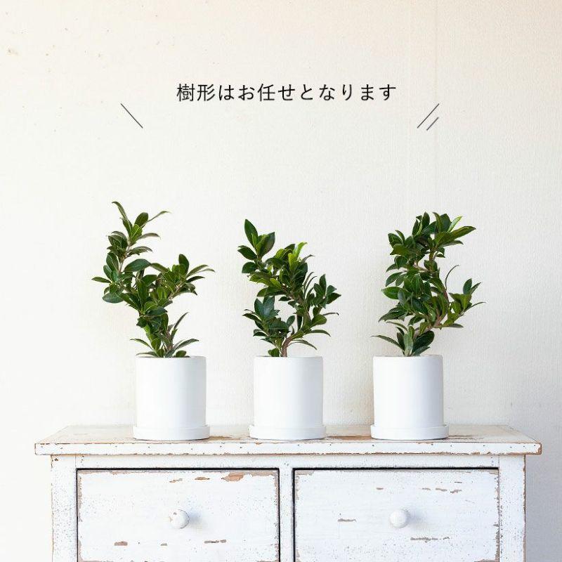 観葉植物 種類 室内 おしゃれ 鉢植え ミニ インテリア グリーン 育て