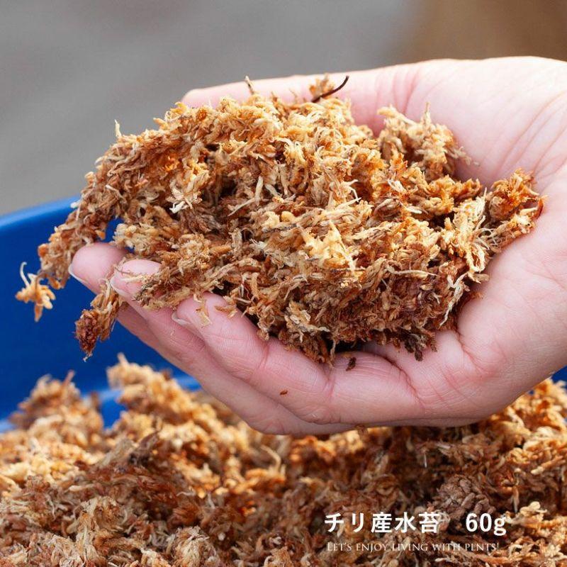 水苔（60g）「登り棒の中に詰める」のに便利！ 水ごけ ミズゴケ みずご