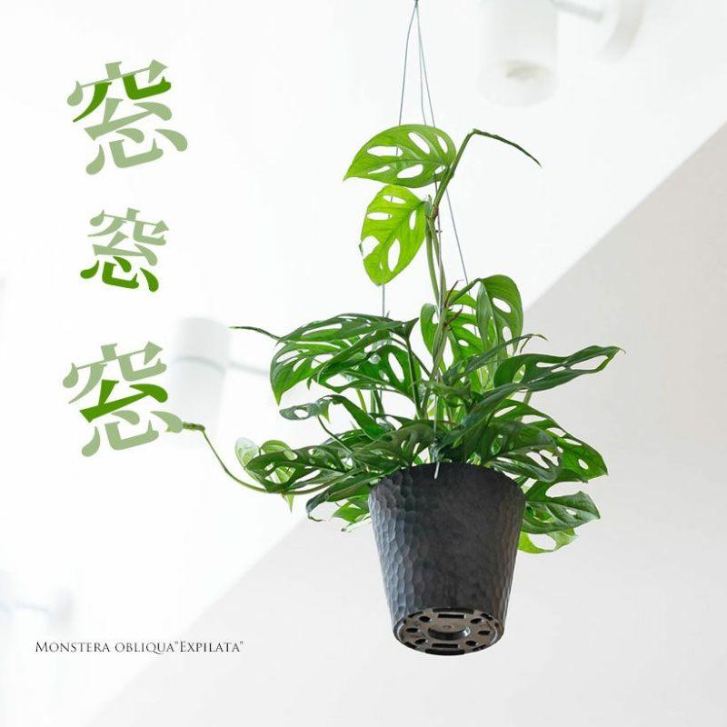 植物いろいろハンギング 観葉植物 種類 室内 おしゃれ 吊るす ハンギング 吊り下げ