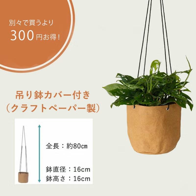 マドカズラ 6寸ロング鉢ごと 観葉植物 【公式通販】