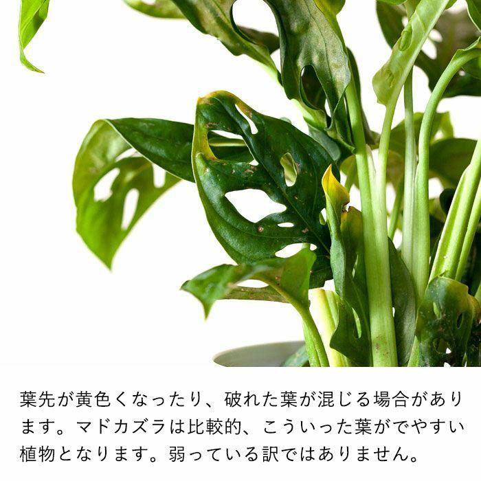 観葉植物 種類 室内おしゃれ ミニ インテリア 小葉で、ツルが伸びやすいマドカズラ｜e-8783｜10