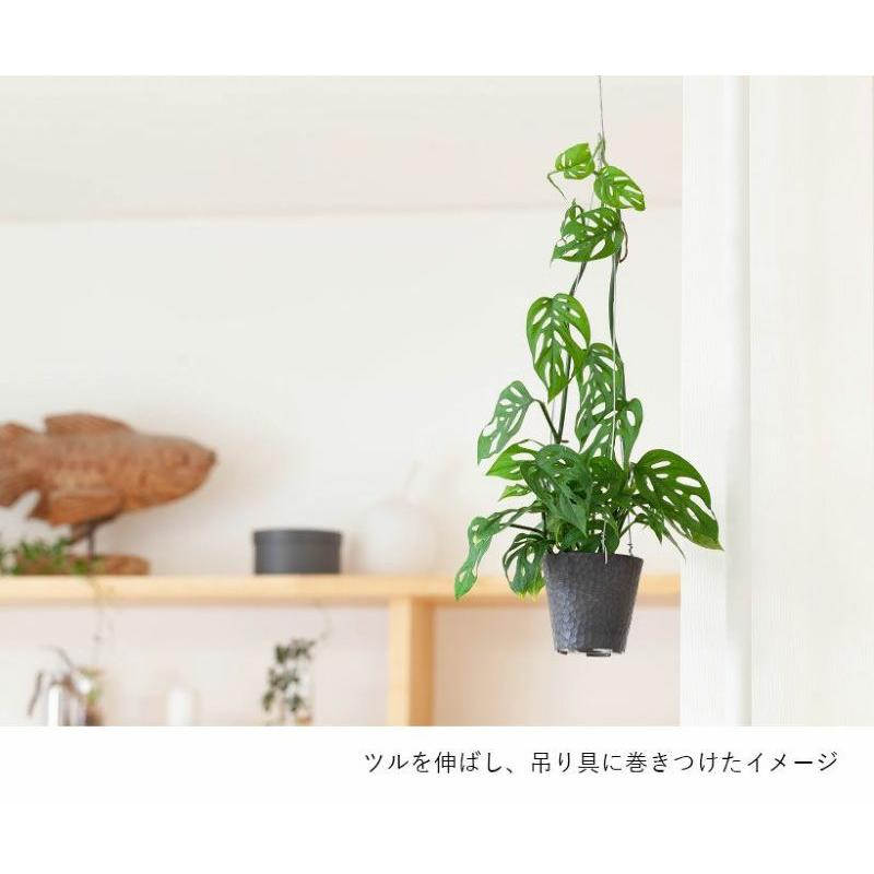 観葉植物 種類 室内おしゃれ ミニ インテリア 小葉で、ツルが伸びやすいマドカズラ｜e-8783｜16