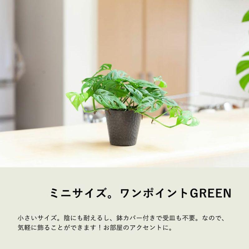 観葉植物 小葉で、ツルが伸びやすいマドカズラ 窓カズラ モンステラspp