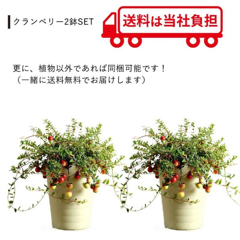 果樹 苗 実がた〜くさん付いたクランベリー 苗木 玄関 屋外 植物 庭