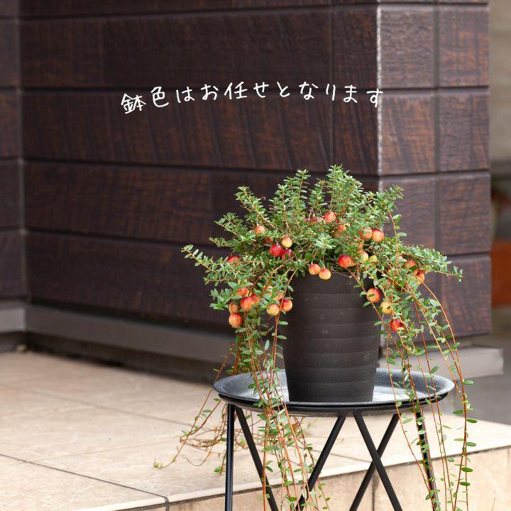 果樹 苗 早割☆SALE 実がた〜くさん付いたクランベリー 苗木 玄関 屋外