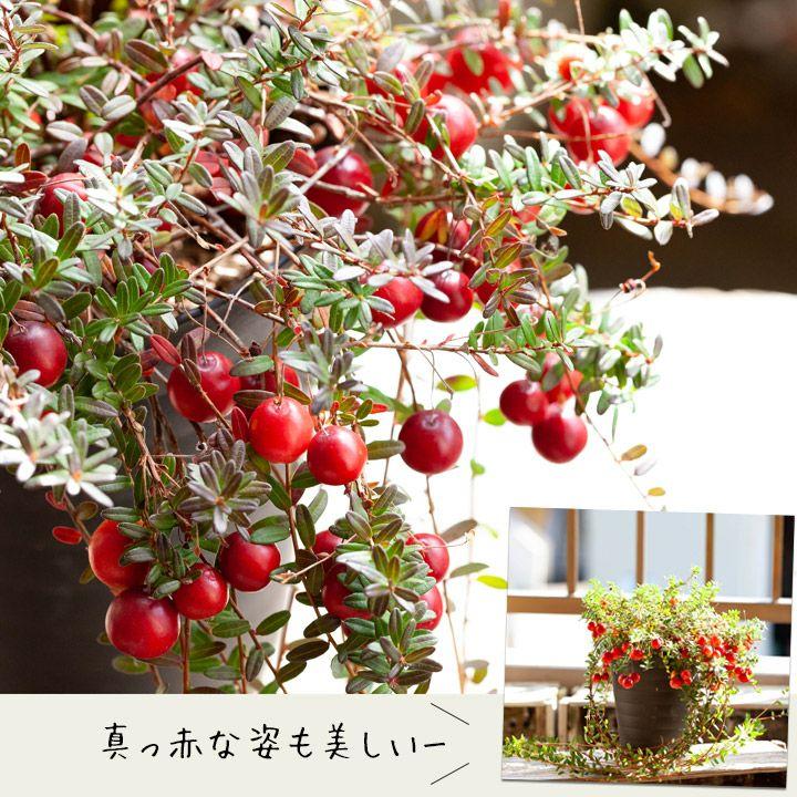果樹 苗 実がた〜くさん付いたクランベリー 苗木 玄関 屋外 植物