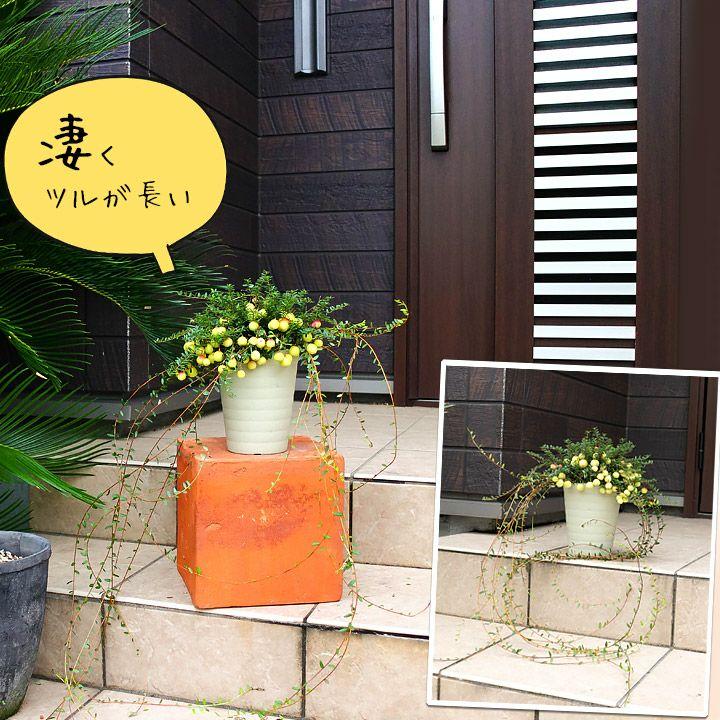 果樹 苗 実がた〜くさん付いたクランベリー 苗木 玄関 屋外 植物 庭