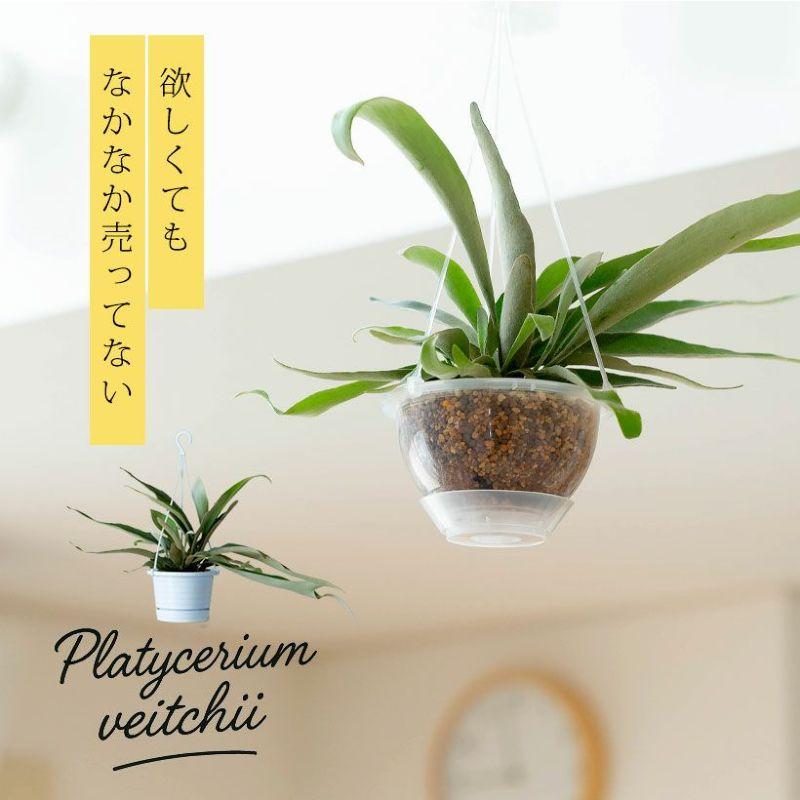 コウモリラン・ヴィーチー吊り下げて楽しむ観葉植物 : e-花屋さん