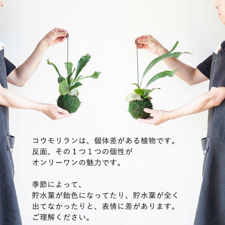 観葉植物 種類 室内 ビカクシダ おしゃれ 吊るす ぶら下げ インテリア コウモリラン ネザーランド 苔玉 育てやすい　※お届けは6/6〜｜e-8783｜08