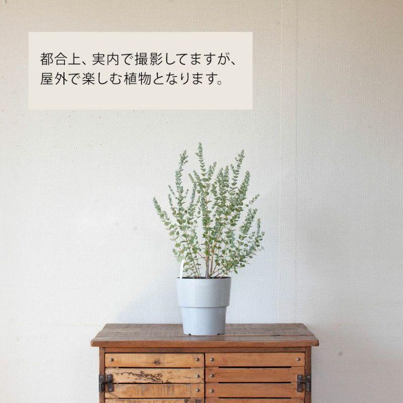 ユーカリ・ムーンラグーン 屋外植物 玄関 庭 地植え ガーデニング : e