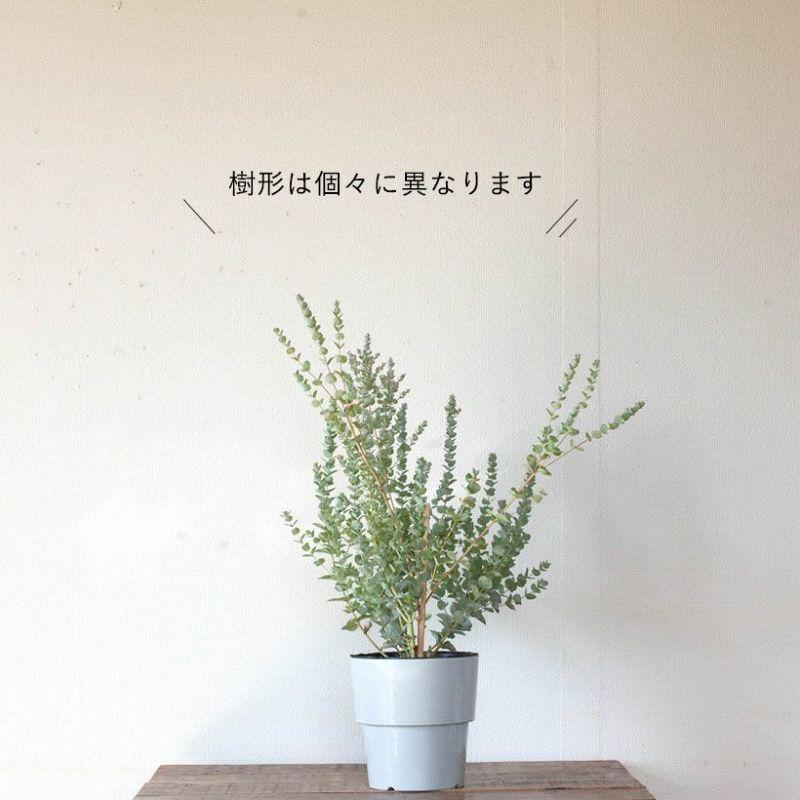 ユーカリ・ムーンラグーン 屋外植物 玄関 庭 地植え ガーデニング : e
