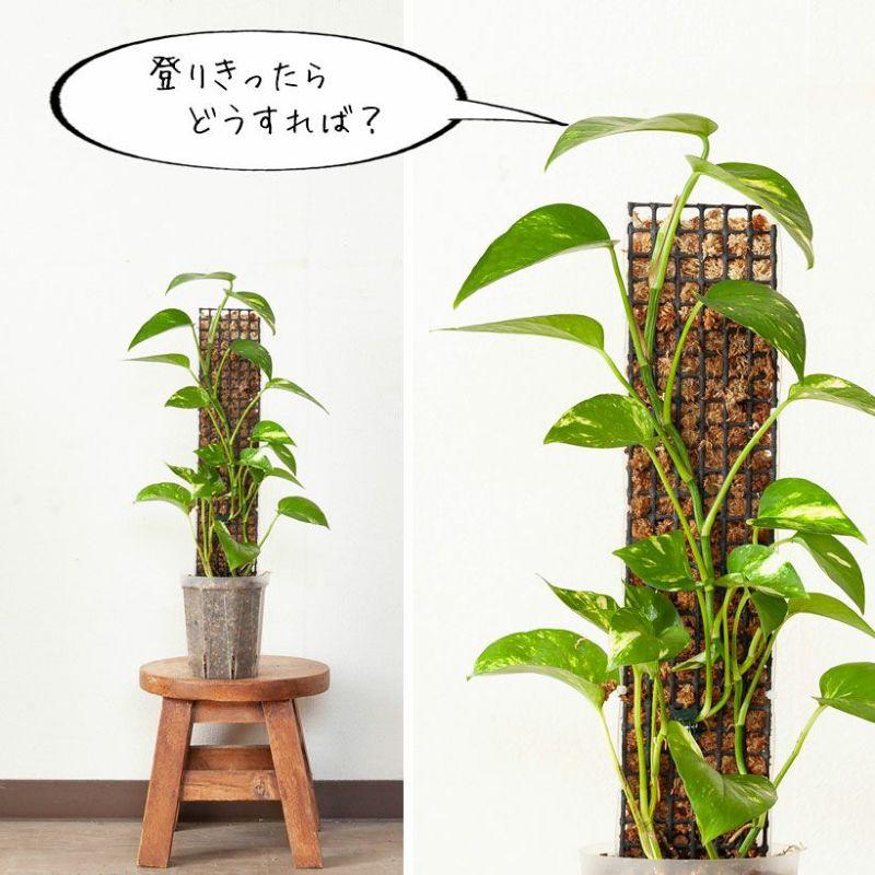 連結して長く伸ばせる！植物の登り棒モンスターポール（50cm）※鉢は