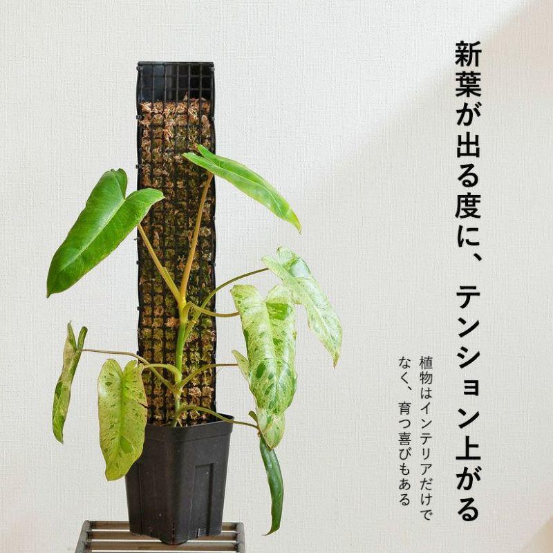 連結して長く伸ばせる！植物の登り棒モンスターポール（50cm）※鉢は