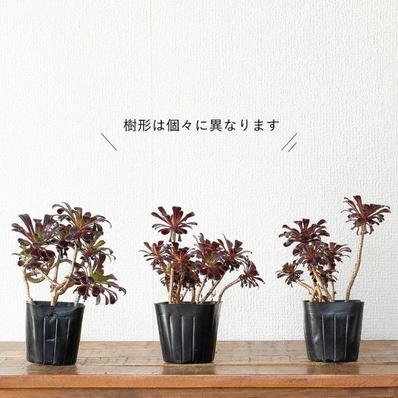 多肉植物 種類 室外 おしゃれ 黒法師 3号苗ですが、ワサワサしてて