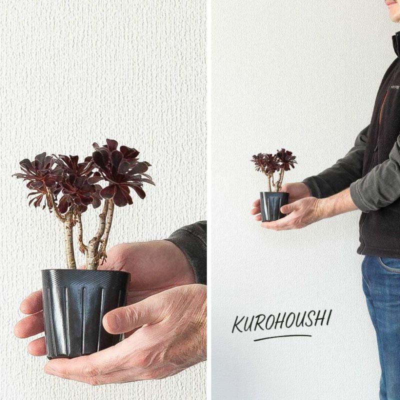 多肉植物 種類 室外 おしゃれ 黒法師 3号苗ですが、ワサワサしてて