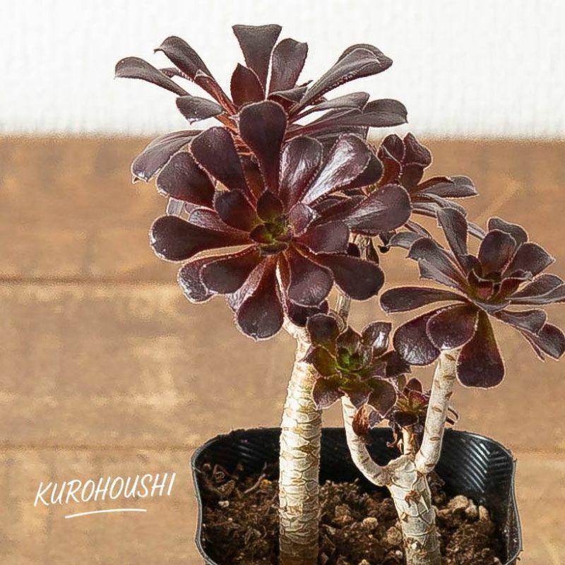 多肉植物 種類 室外 おしゃれ 黒法師 3号苗ですが、ワサワサしてて