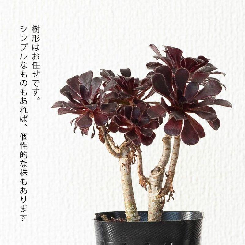 多肉植物 種類 室外 おしゃれ 黒法師 3号苗ですが、ワサワサしてて