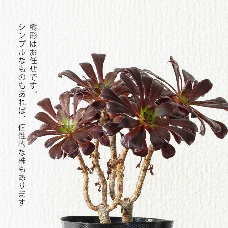 多肉植物 種類 室外 おしゃれ 黒法師 3号苗ですが、ワサワサしてて