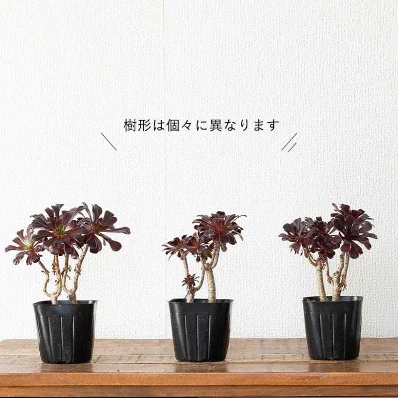 多肉植物 種類 室外 おしゃれ 黒法師 3号苗ですが、ワサワサしてて