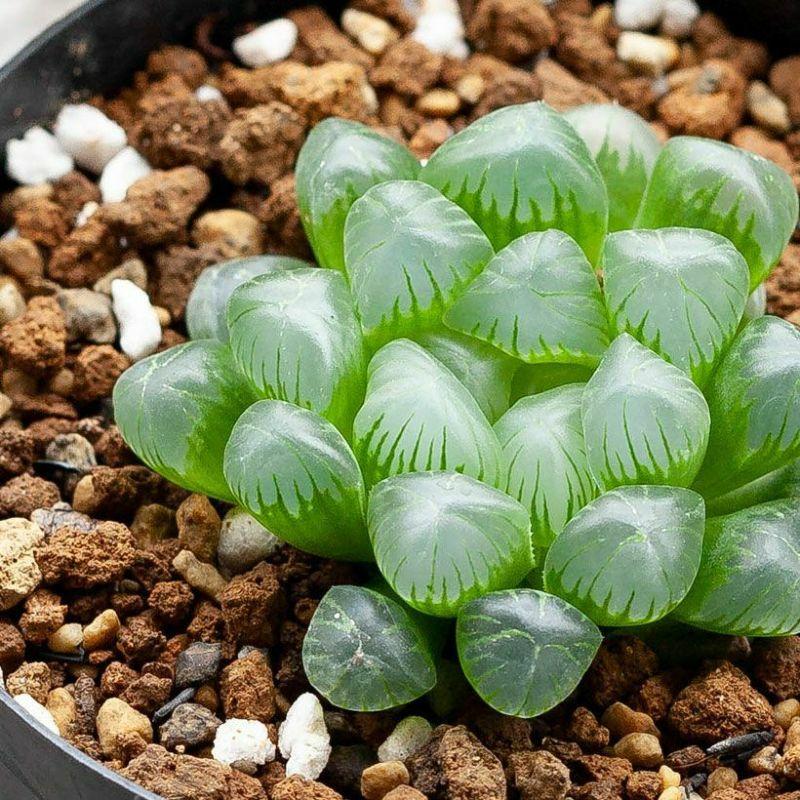 多肉植物 種類 屋外 おしゃれ ハオルチア・オブツーサ（育てやすいです
