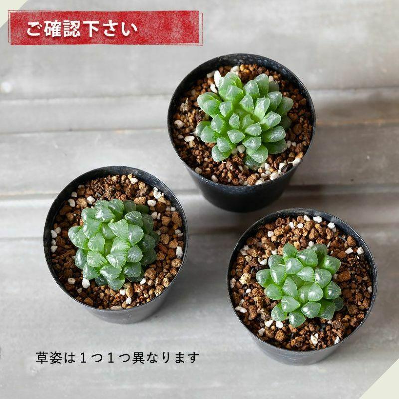 多肉植物 種類 屋外 おしゃれ ハオルチア・オブツーサ（育てやすいです