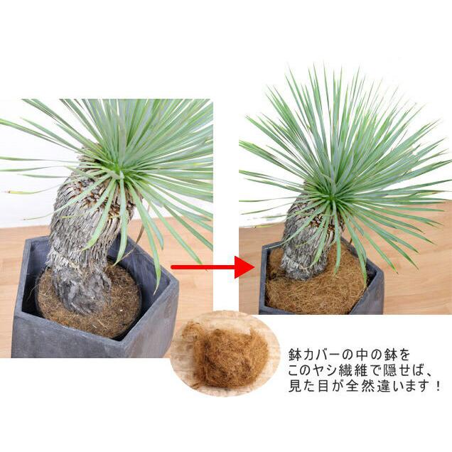 鉢植えの装飾やハンギングバスケットに ヤシの繊維 1袋 100g マルチング 鉢カバー 土を隠す ココヤシファイバー E 花屋さん Muml8y13 E 花屋さん 通販 Yahoo ショッピング