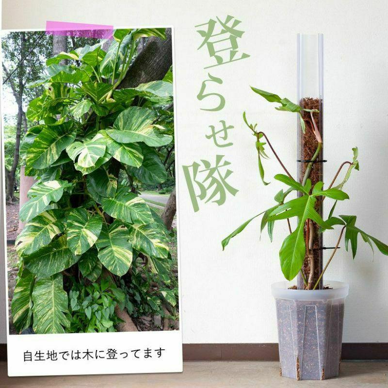 猫の登り棒 ねこの登り棒 花森家 猫のぼり棒 透明ねこ型登り棒（高さ