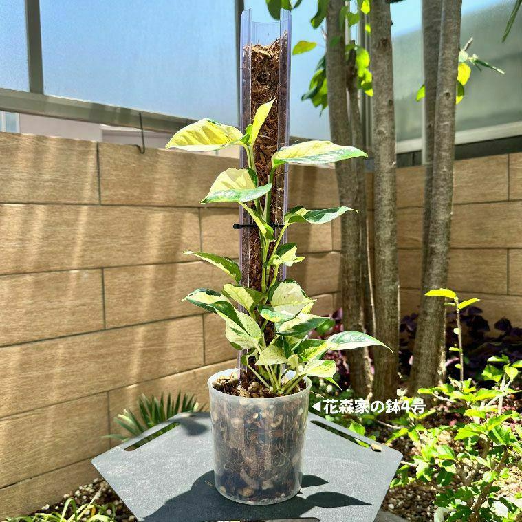 猫の登り棒 ねこの登り棒 花森家 猫のぼり棒 透明ねこ型登り棒（高さ