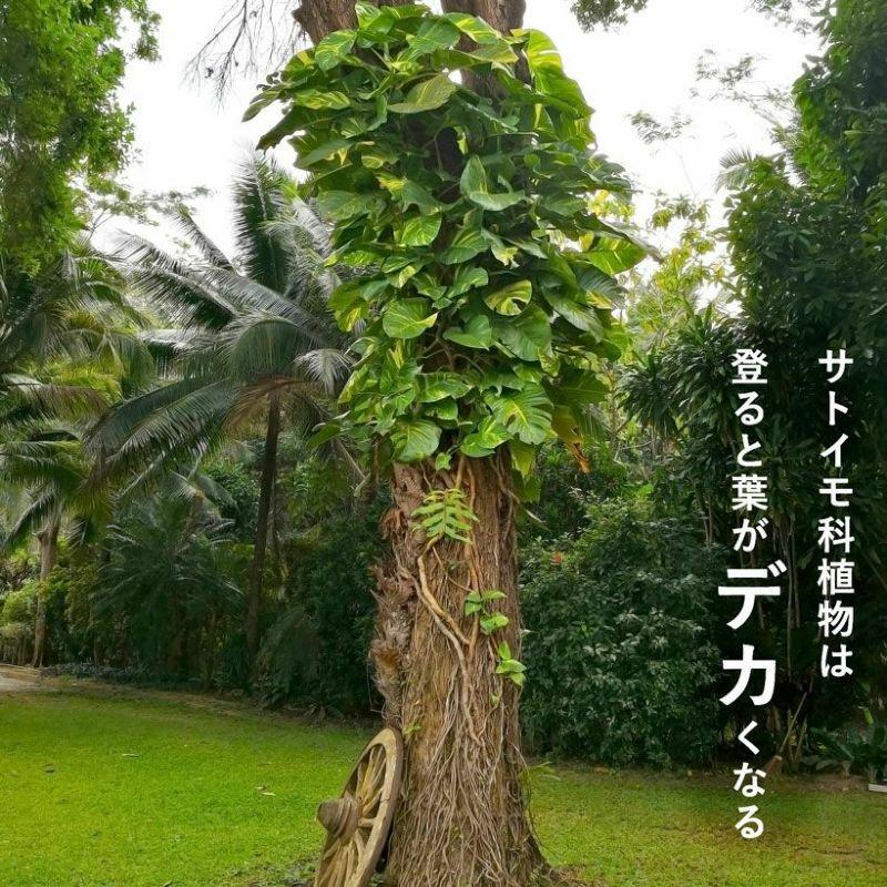 猫の登り棒 ねこの登り棒 花森家 猫のぼり棒 透明ねこ型登り棒（高さ