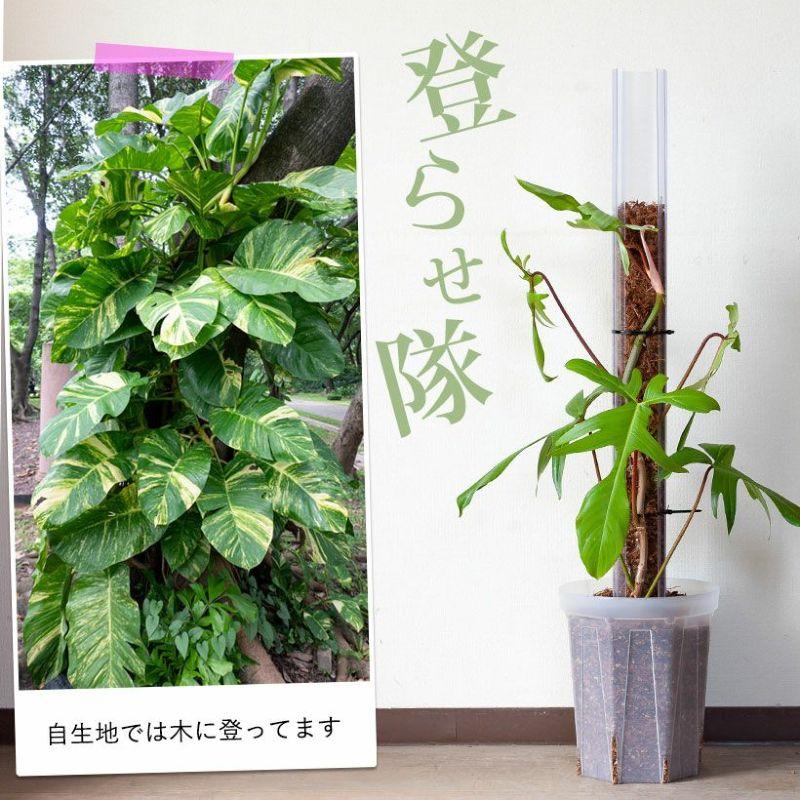 猫の登り棒 ねこの登り棒 花森家 猫のぼり棒 透明ねこ型登り棒（高さ