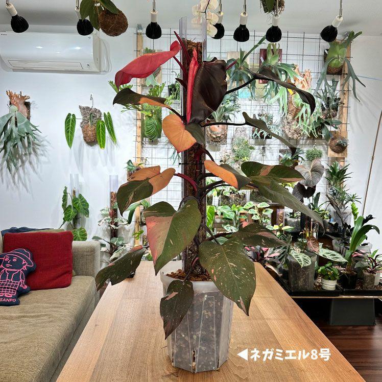 猫の登り棒 ねこの登り棒 花森家 猫のぼり棒 透明ねこ型登り棒（高さ