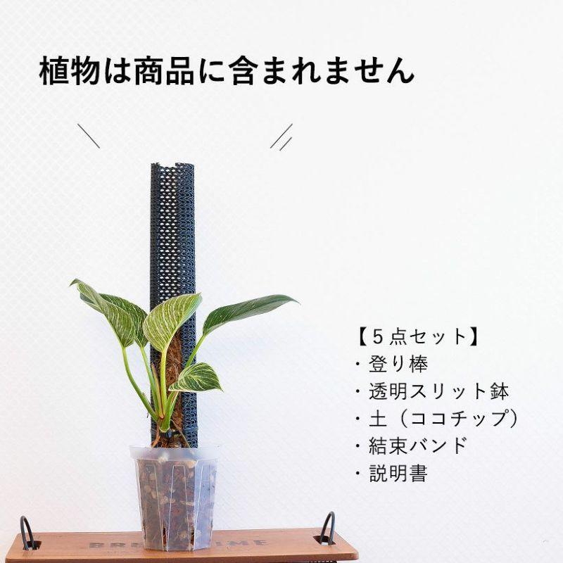 植木鉢 透明 プラ鉢 樹脂性 ネガミエル サトイモ科の植物、登らせ隊（5点SET）４号サイズ｜e-8783｜04