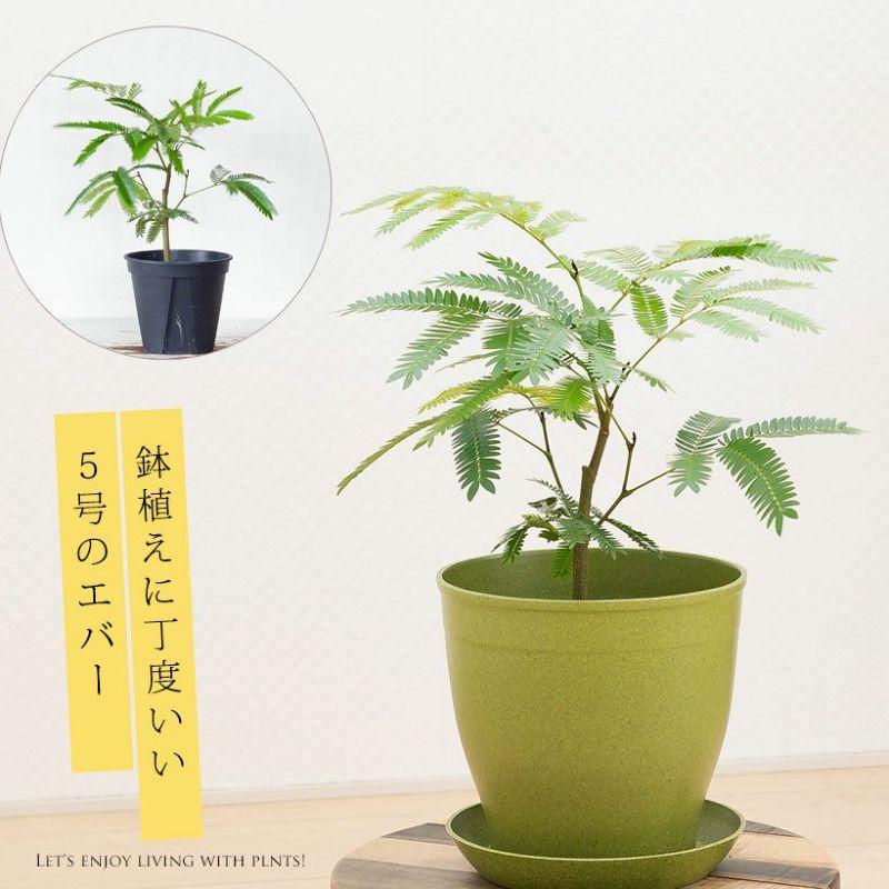 観葉植物 種類 室内 ネムノキ おしゃれ 爽やかGREEN、エバーフレッシュ