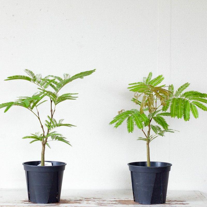 観葉植物 種類 室内 ネムノキ おしゃれ 爽やかGREEN、エバーフレッシュ