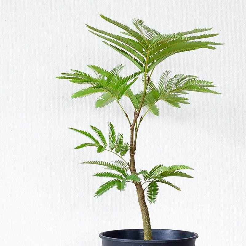 ア*ミ様 エバーフレッシュ　斑入り　観葉植物　ネムノキ　ネムの木　室内植物　人気 観葉植物 種類 室内 ネムノキ おしゃれ 爽やかGREEN、エバーフレッシュ