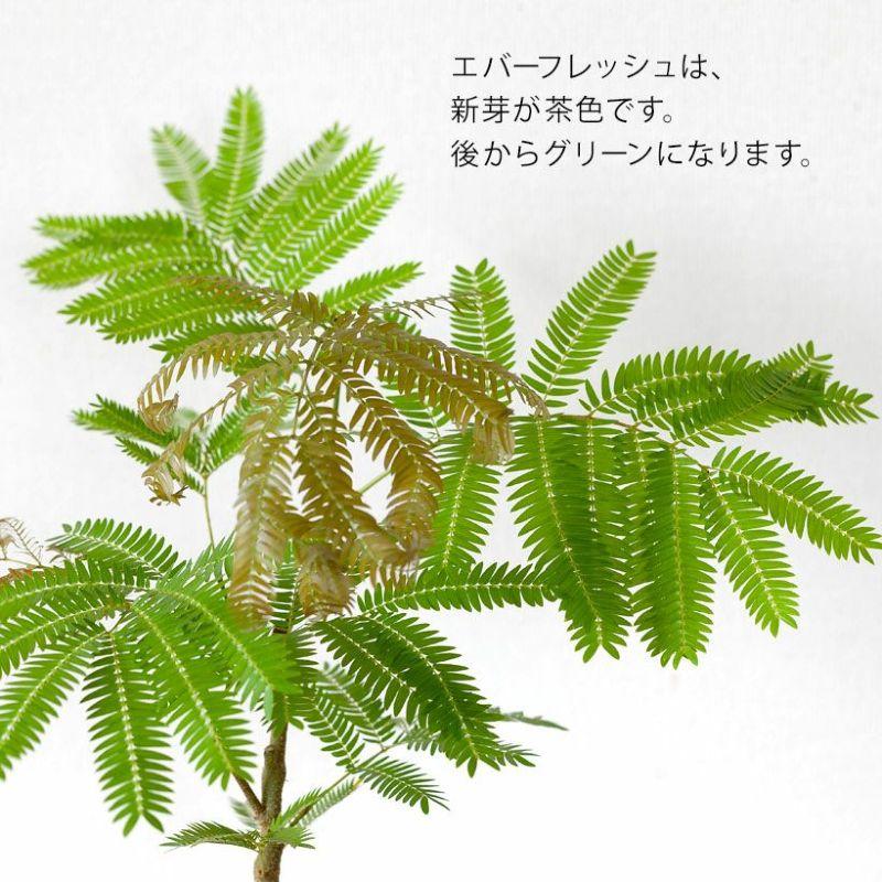 観葉植物 種類 室内 ネムノキ おしゃれ 爽やかGREEN、エバーフレッシュ