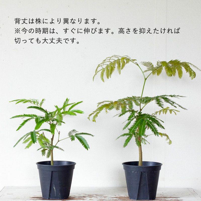 観葉植物 種類 室内 ネムノキ おしゃれ 爽やかGREEN、エバーフレッシュ